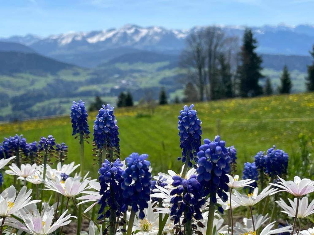 Fruehstueckspension Bilgeri Pensjonat